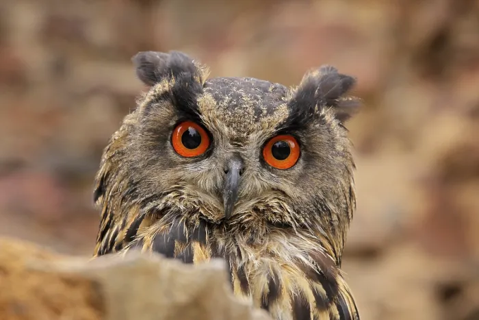 Framed Print : Eurasian Eagle Owl, Bubo Bubo, sitting on the tree branch Framed Print : Eurasian Eagle Owl, Bubo Bubo, sitting on the tree branch