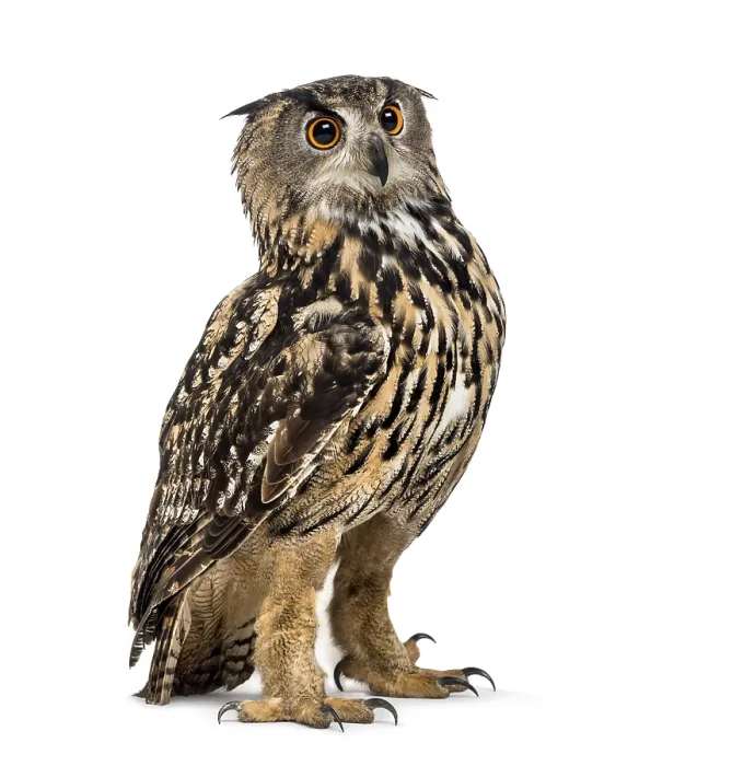 Framed Print : Eurasian eagle-owl, Bubo bubo, is a species of eagle-owl standing against white background Framed Print : Eurasian eagle-owl, Bubo bubo, is a species of eagle-owl standing against white background