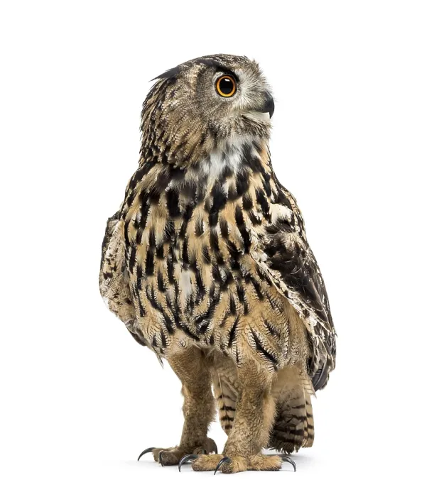 Framed Print : Eurasian eagle-owl, Bubo bubo, is a species of eagle-owl standing against white background Framed Print : Eurasian eagle-owl, Bubo bubo, is a species of eagle-owl standing against white background