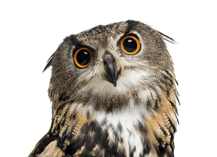 Framed Print : Eurasian eagle-owl, Bubo bubo, is a species of eagle-owl against white background