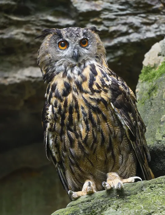Framed Print : Eurasian Eagle-owl (Bubo bubo) standing in a rock face Framed Print : Eurasian Eagle-owl (Bubo bubo) standing in a rock face
