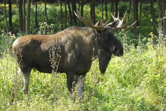 Framed Print : Eurasian Elk (Alces alces), bull Framed Print : Eurasian Elk (Alces alces), bull