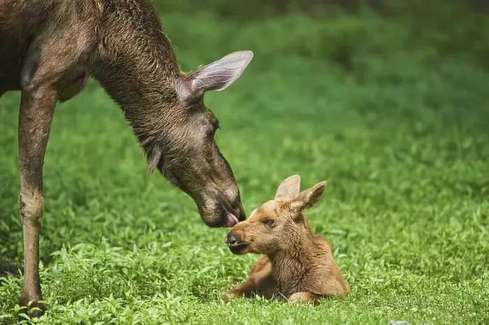 Framed Print : Eurasian elk (Alces alces), calf