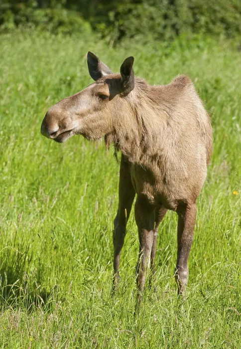Framed Print : Eurasian Elk (Alces alces), cow elk Framed Print : Eurasian Elk (Alces alces), cow elk