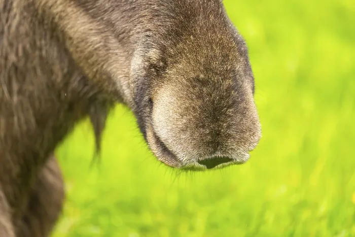 Framed Print : Eurasian elk (Alces alces), detail, nose, Austria