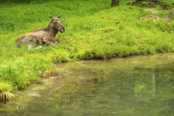 Framed Print : Eurasian elk (Alces alces) lying next to a little lake Framed Print : Eurasian elk (Alces alces) lying next to a little lake