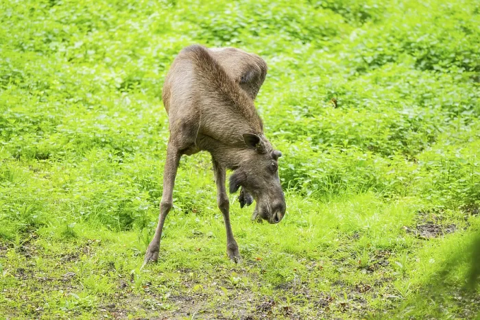 Framed Print : Eurasian elk (Alces alces) on a meadow