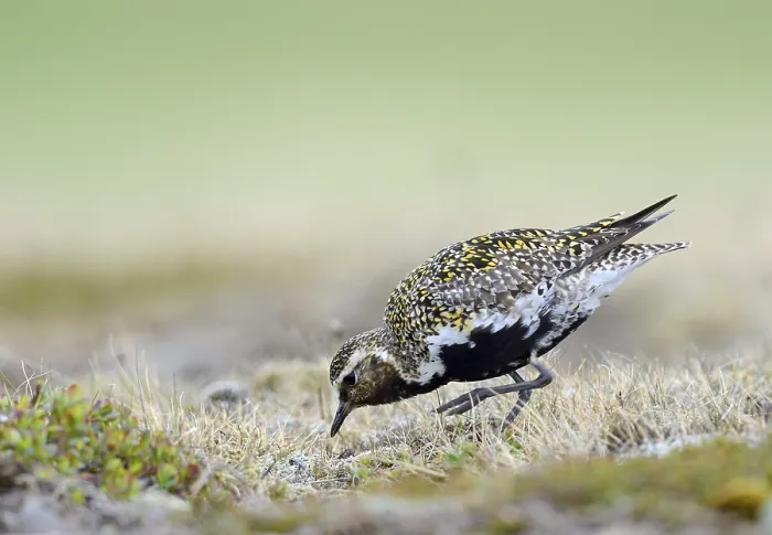 Framed Print : Eurasian golden plover (Pluvialis apricaria)