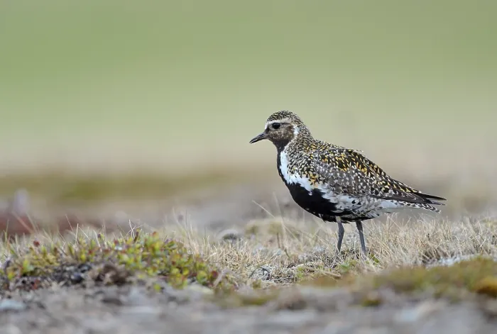 Framed Print : Eurasian golden plover (Pluvialis apricaria) in the grass