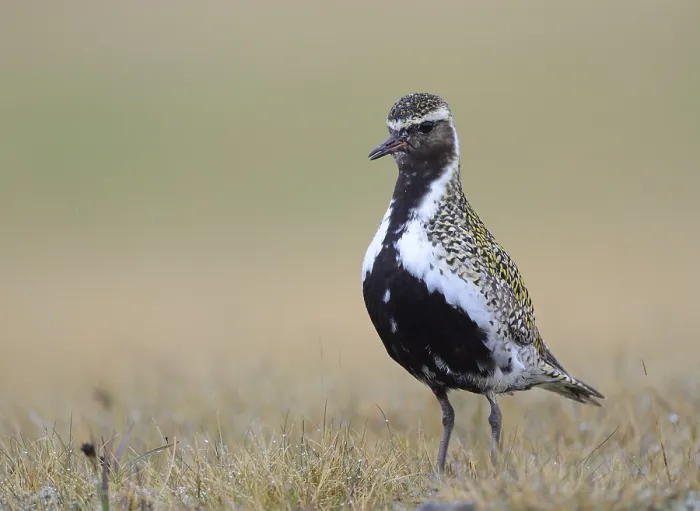 Framed Print : Eurasian golden plover (Pluvialis apricaria) is in the grass Framed Print : Eurasian golden plover (Pluvialis apricaria) is in the grass