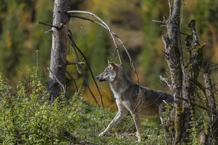 Framed Print : One eurasian gray wolf (Canis lupus lupus)