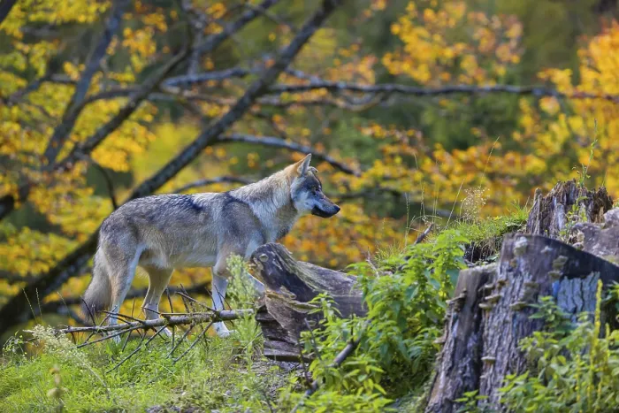 Framed Print : One eurasian gray wolf (Canis lupus lupus)