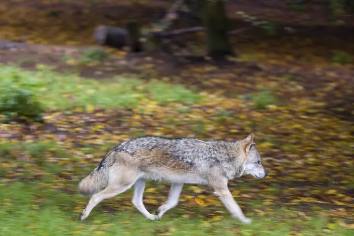 Framed Print : One eurasian gray wolf (Canis lupus lupus) running over the forest floor over dead leafes
