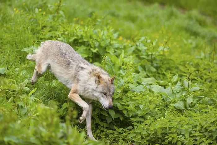 Framed Print : One eurasian gray wolf (Canis lupus lupus) runs over a green meadow in an open forest Framed Print : One eurasian gray wolf (Canis lupus lupus) runs over a green meadow in an open forest