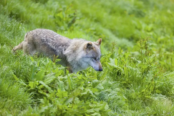 Framed Print : One eurasian gray wolf (Canis lupus lupus) runs over a green meadow in an open forest