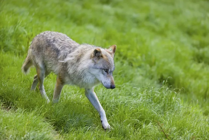 Framed Print : One eurasian gray wolf (Canis lupus lupus) runs over a green meadow in an open forest Framed Print : One eurasian gray wolf (Canis lupus lupus) runs over a green meadow in an open forest
