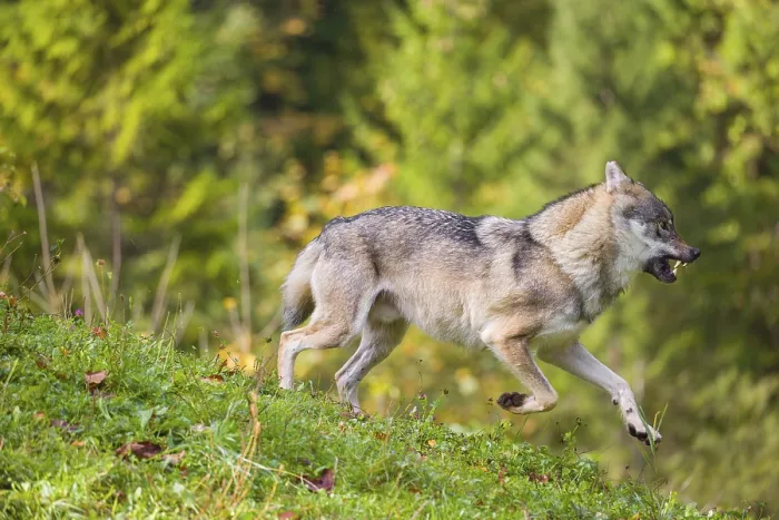 Framed Print : A eurasian gray wolf (Canis lupus lupus) runs across a meadow down a hill