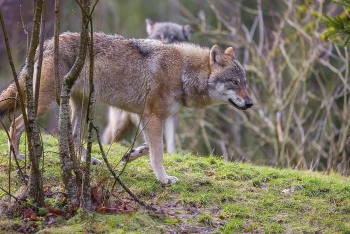 Framed Print : A Eurasian gray wolf (Canis lupus lupus) runs across a meadow on hilly terrain