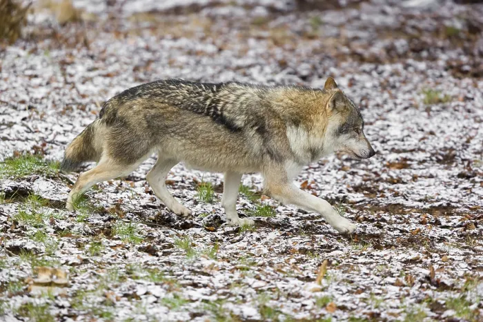 Framed Print : One eurasian gray wolf (Canis lupus lupus) runs over a snowy meadow in an open forest
