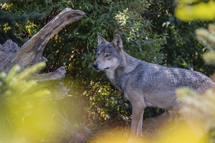 Framed Print : One eurasian gray wolf (Canis lupus lupus) standing in front of a green bush