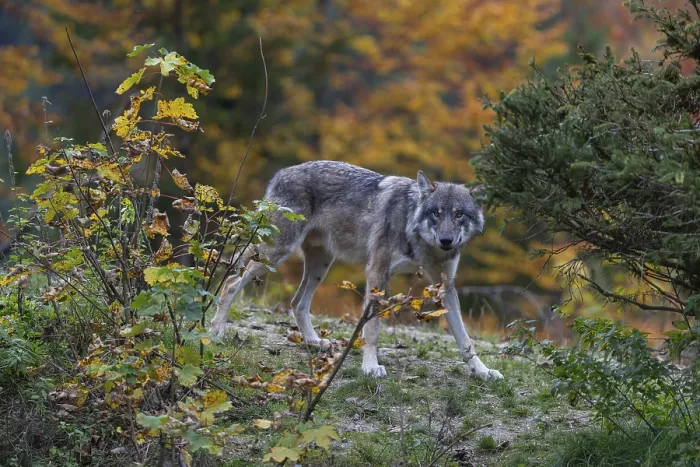 Framed Print : One eurasian gray wolf (Canis lupus lupus) standing on a hill