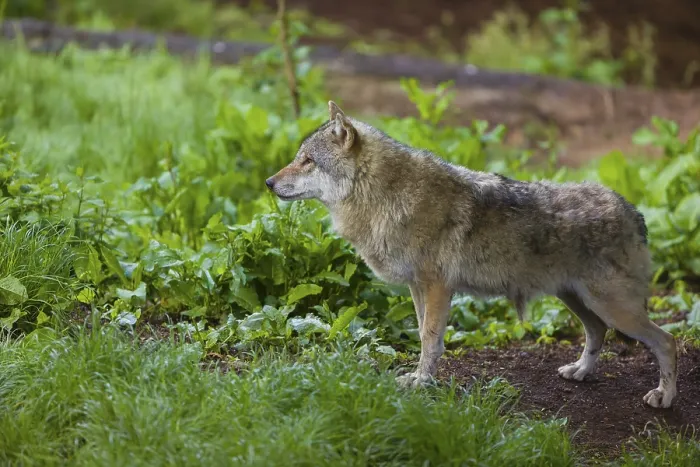 Framed Print : One eurasian gray wolf (Canis lupus lupus) stands on the forest floor over dead leafes