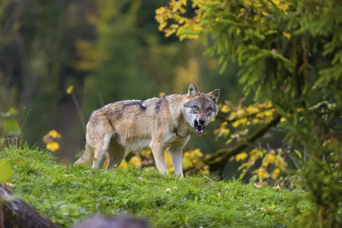 Framed Print : One eurasian gray wolf (Canis lupus lupus) stands on a hill