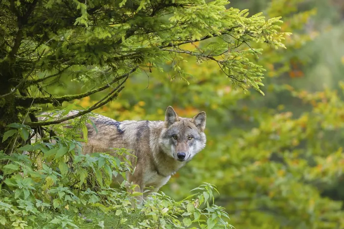 Framed Print : One eurasian gray wolf (Canis lupus lupus) stands on a hill