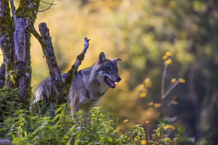 Framed Print : One eurasian gray wolf (Canis lupus lupus) stands on a hill next to a mossy dead tree