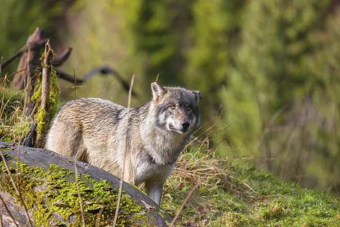 Framed Print : A Eurasian gray wolf (Canis lupus lupus) stands on a hill behind a tree trunk lying on the ground