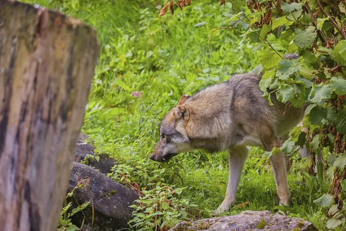 Framed Print : A eurasian gray wolf (Canis lupus lupus) stands on hilly terrain between a dead tree and a bush Framed Print : A eurasian gray wolf (Canis lupus lupus) stands on hilly terrain between a dead tree and a bush