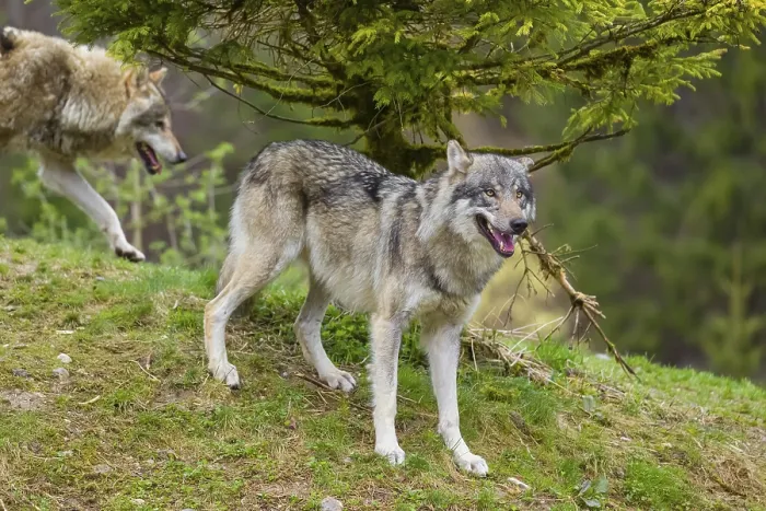 Framed Print : One eurasian gray wolf (Canis lupus lupus) stands under a spruce tree Framed Print : One eurasian gray wolf (Canis lupus lupus) stands under a spruce tree