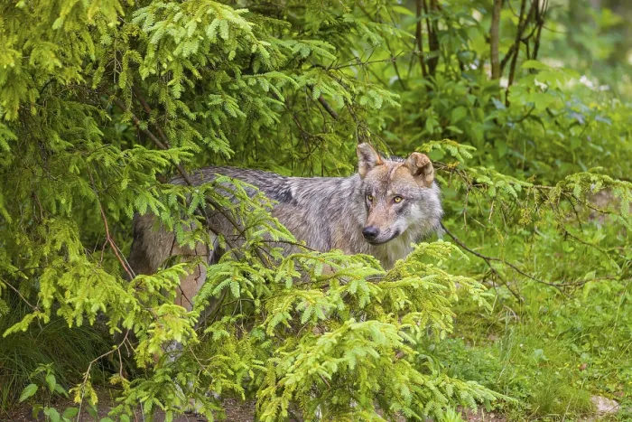 Framed Print : A eurasian gray wolf (Canis lupus lupus) stands under a spruce tree