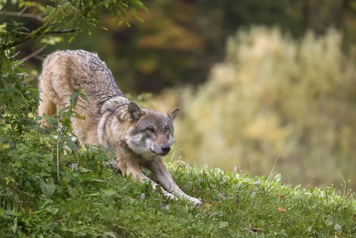 Framed Print : A Eurasian gray wolf (Canis lupus lupus) stretches out on a green meadow on hilly terrain