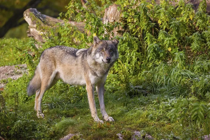 Framed Print : A eurasian gray wolf (Canis lupus lupus) stretches out on a meadow on a hill Framed Print : A eurasian gray wolf (Canis lupus lupus) stretches out on a meadow on a hill