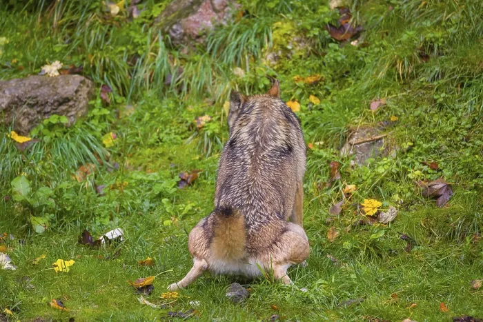 Framed Print : A eurasian gray wolf (Canis lupus lupus) urinates on a green meadow in an open forest Framed Print : A eurasian gray wolf (Canis lupus lupus) urinates on a green meadow in an open forest