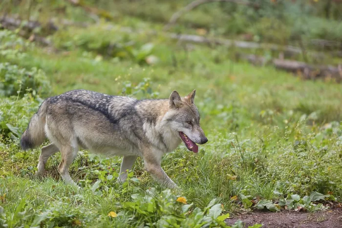Framed Print : One eurasian gray wolf (Canis lupus lupus) walking over a green meadow in an open forest
