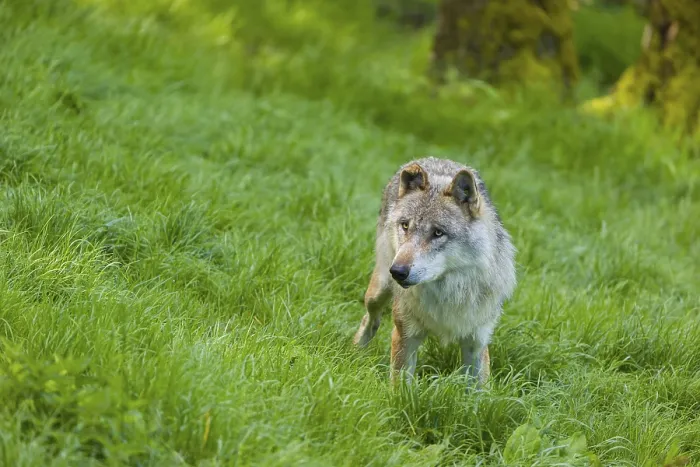 Framed Print : One eurasian gray wolf (Canis lupus lupus) walks over a green meadow in an open forest