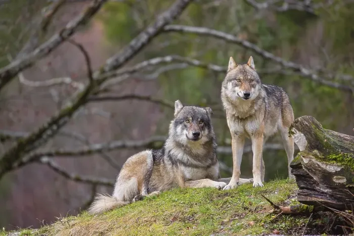 Framed Print : Two eurasian gray wolves (Canis lupus lupus) Framed Print : Two eurasian gray wolves (Canis lupus lupus)