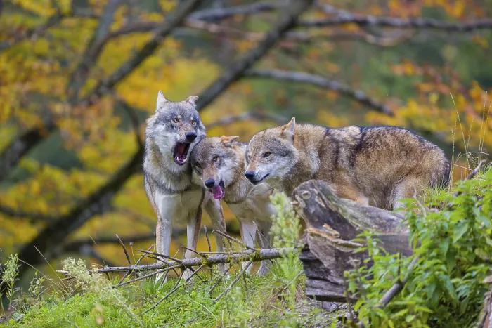 Framed Print : Three eurasian gray wolves (Canis lupus lupus) meet on a hill