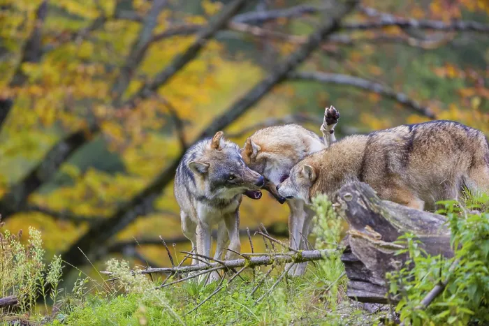 Framed Print : Three eurasian gray wolves (Canis lupus lupus) meet on a hill Framed Print : Three eurasian gray wolves (Canis lupus lupus) meet on a hill
