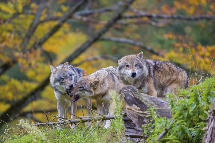 Framed Print : Three eurasian gray wolves (Canis lupus lupus) meet on a hill Framed Print : Three eurasian gray wolves (Canis lupus lupus) meet on a hill