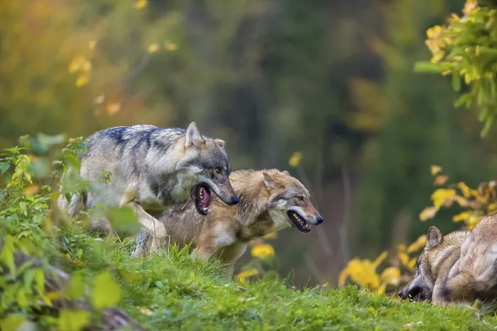 Framed Print : Three eurasian gray wolves (Canis lupus lupus) meet on a hill