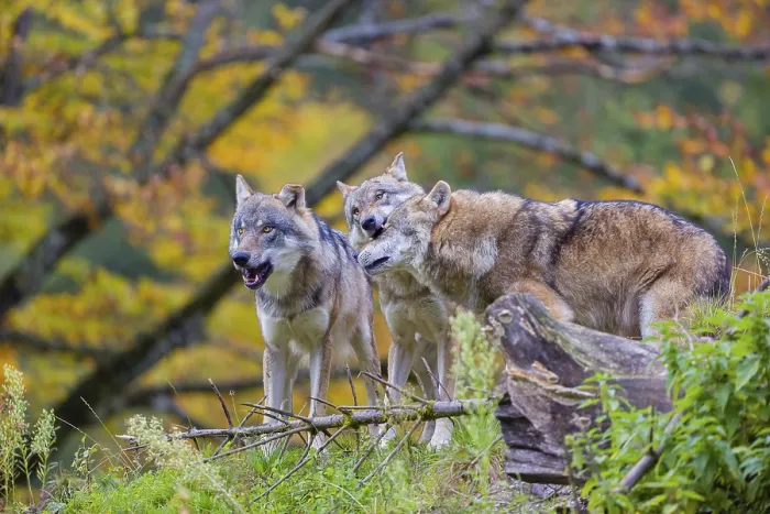 Framed Print : Three eurasian gray wolves (Canis lupus lupus) meet on a hill