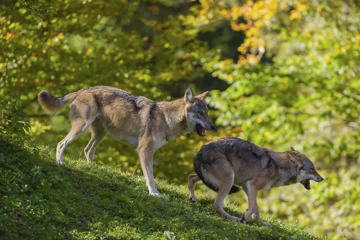 Framed Print : Two eurasian gray wolves (Canis lupus lupus) play on a hill Framed Print : Two eurasian gray wolves (Canis lupus lupus) play on a hill