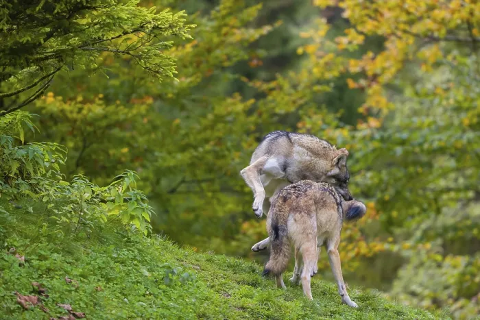 Framed Print : Two eurasian gray wolves (Canis lupus lupus) play on a hill