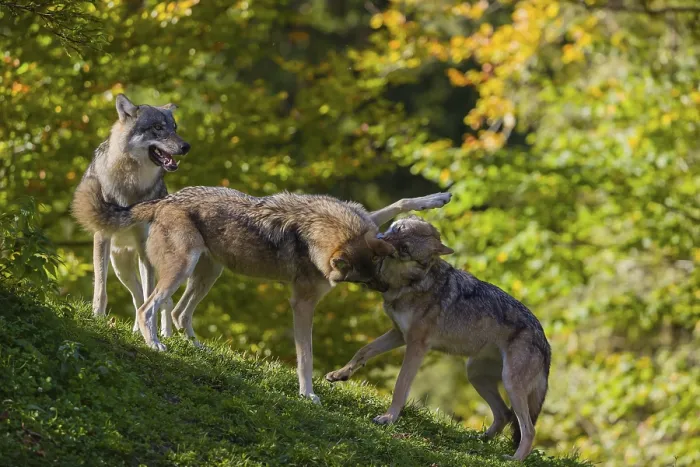 Framed Print : Three eurasian gray wolves (Canis lupus lupus) play on a hill Framed Print : Three eurasian gray wolves (Canis lupus lupus) play on a hill