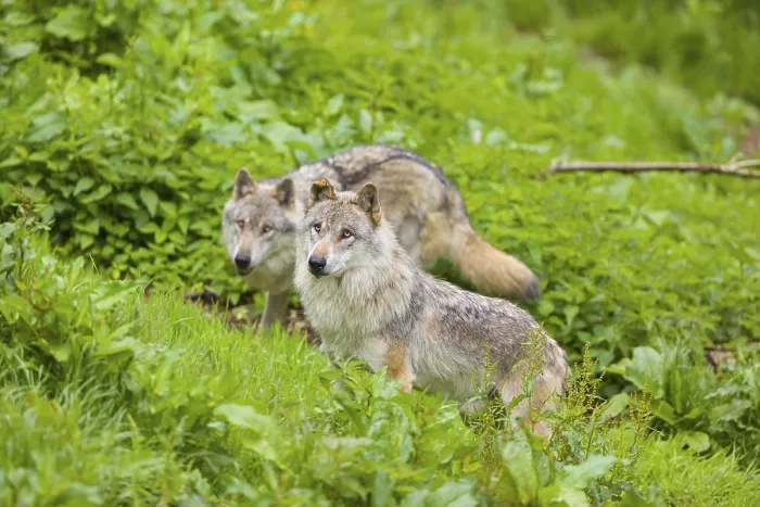 Framed Print : Two eurasian gray wolves (Canis lupus lupus) run over a green meadow in an open forest Framed Print : Two eurasian gray wolves (Canis lupus lupus) run over a green meadow in an open forest