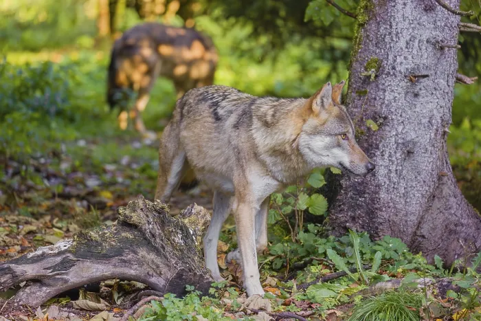Framed Print : Two eurasian gray wolves (Canis lupus lupus) run through the green undergrowth at a forest edge Framed Print : Two eurasian gray wolves (Canis lupus lupus) run through the green undergrowth at a forest edge