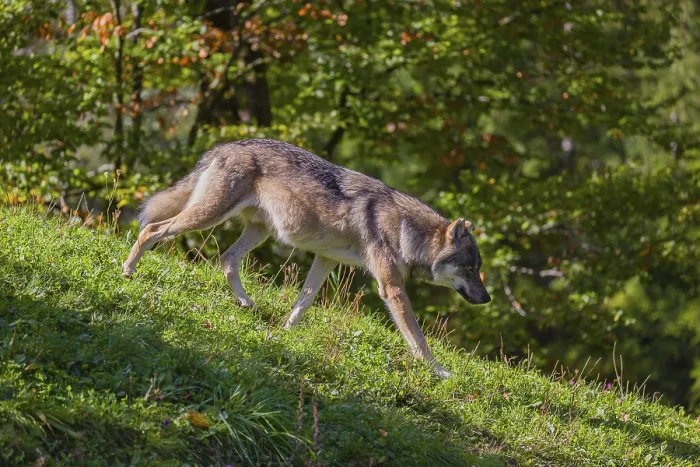 Framed Print : A eurasian gray wolves (Canis lupus lupus) runs across a meadow on a hill